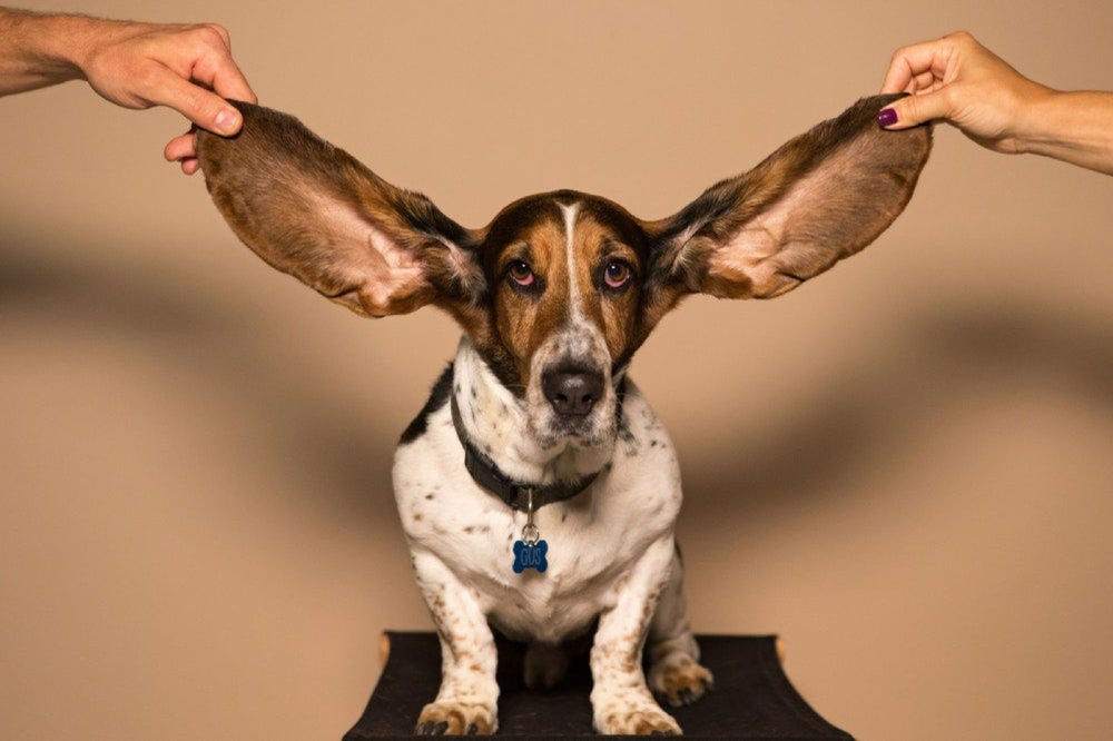 Dog with its ears held out wide