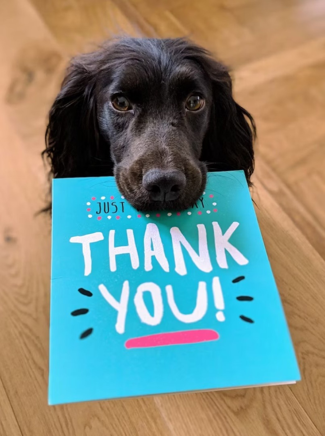 Dog holding a thank-you card